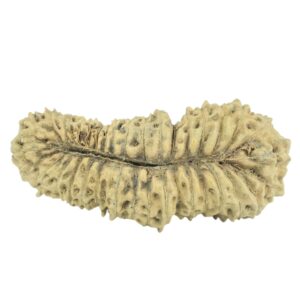 35 Mukhi Rudraksha 27.3mm 0.98gm - Rudraksha back