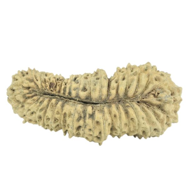 35 Mukhi Rudraksha 27.3mm 0.98gm - Rudraksha back