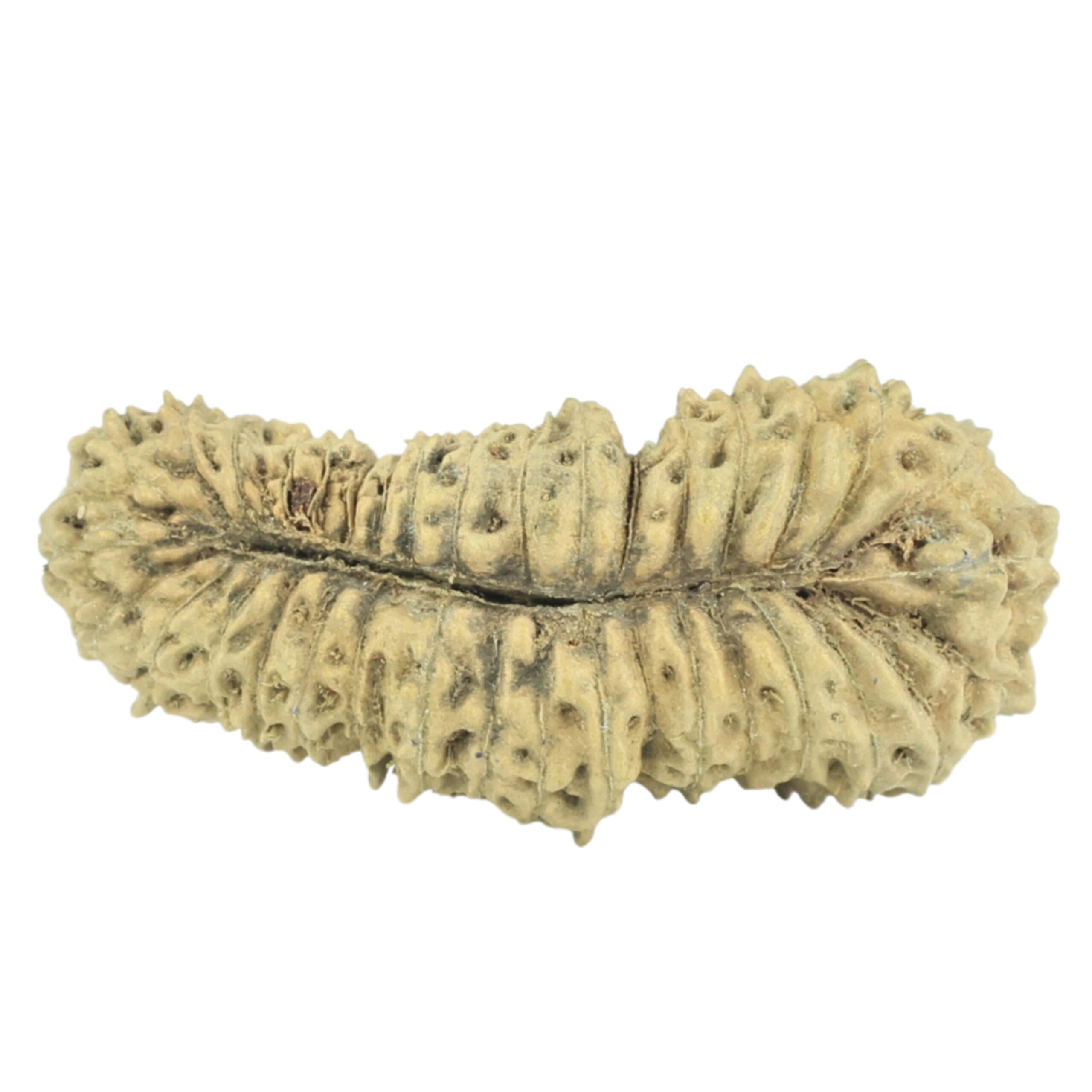 35 Mukhi Rudraksha 27.3mm 0.98gm - Rudraksha back