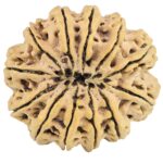12 Mukhi Rudraksha 34.7mm 9.13gm - Rudraksha back