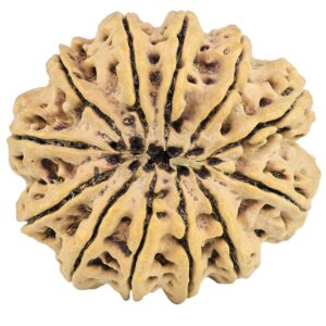 12 Mukhi Rudraksha 34.7mm 9.13gm - Rudraksha back