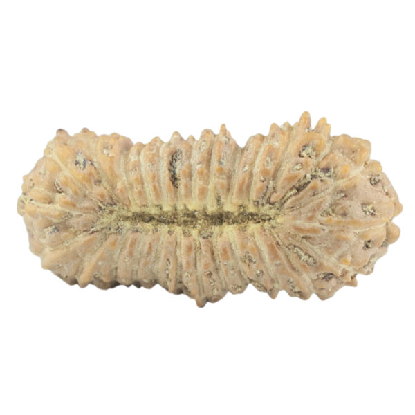 27 Mukhi Rudraksha 14.9mm 0.36gm - Rudraksha back