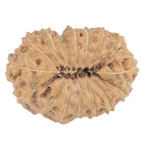 16 Mukhi Rudraksha 18.1mm 1.32gm - Rudraksha back