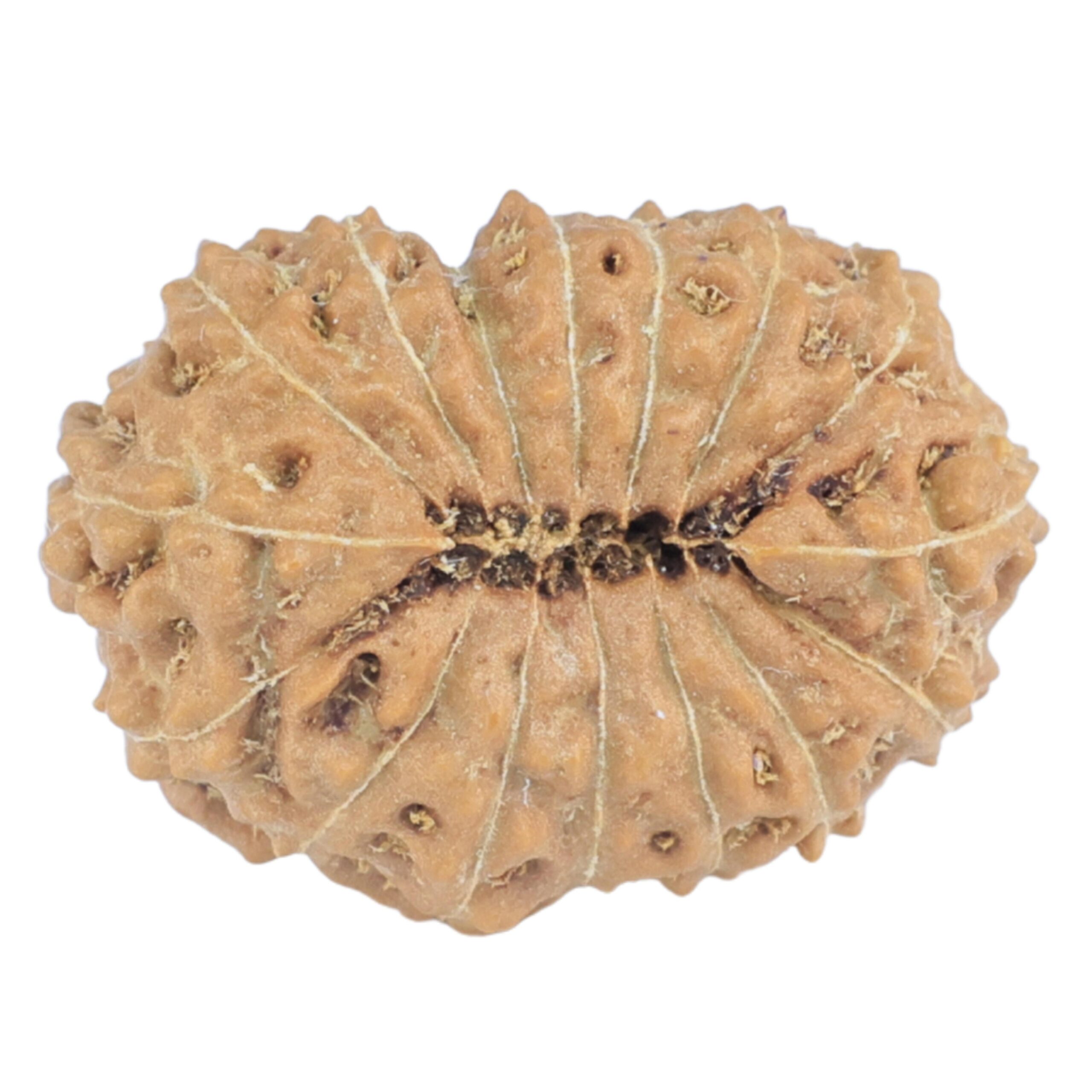 16 Mukhi Rudraksha 18.1mm 1.32gm - Rudraksha back