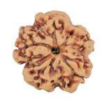 1MK(Underdeveloped) 22.5mm 3.81gm - Rudraksha back