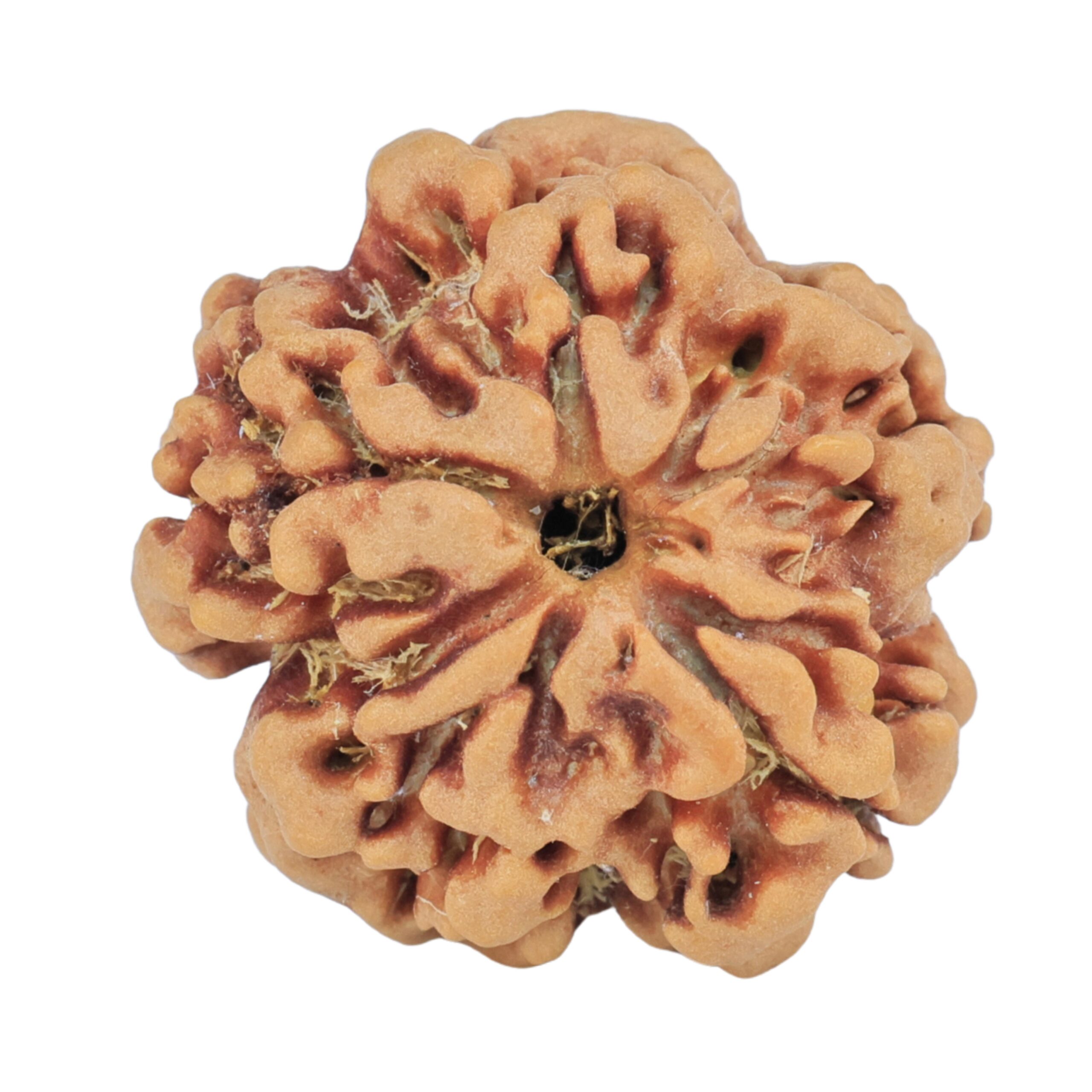 1MK(Underdeveloped) 22.5mm 3.81gm - Rudraksha back