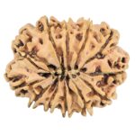 12 Mukhi Rudraksha 27.4mm 3.58gm - Rudraksha back