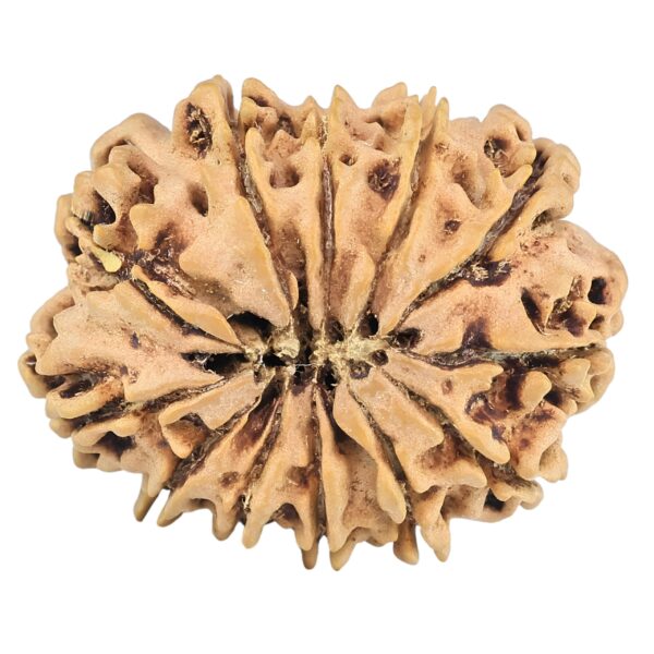12 Mukhi Rudraksha 27.4mm 3.58gm - Rudraksha back