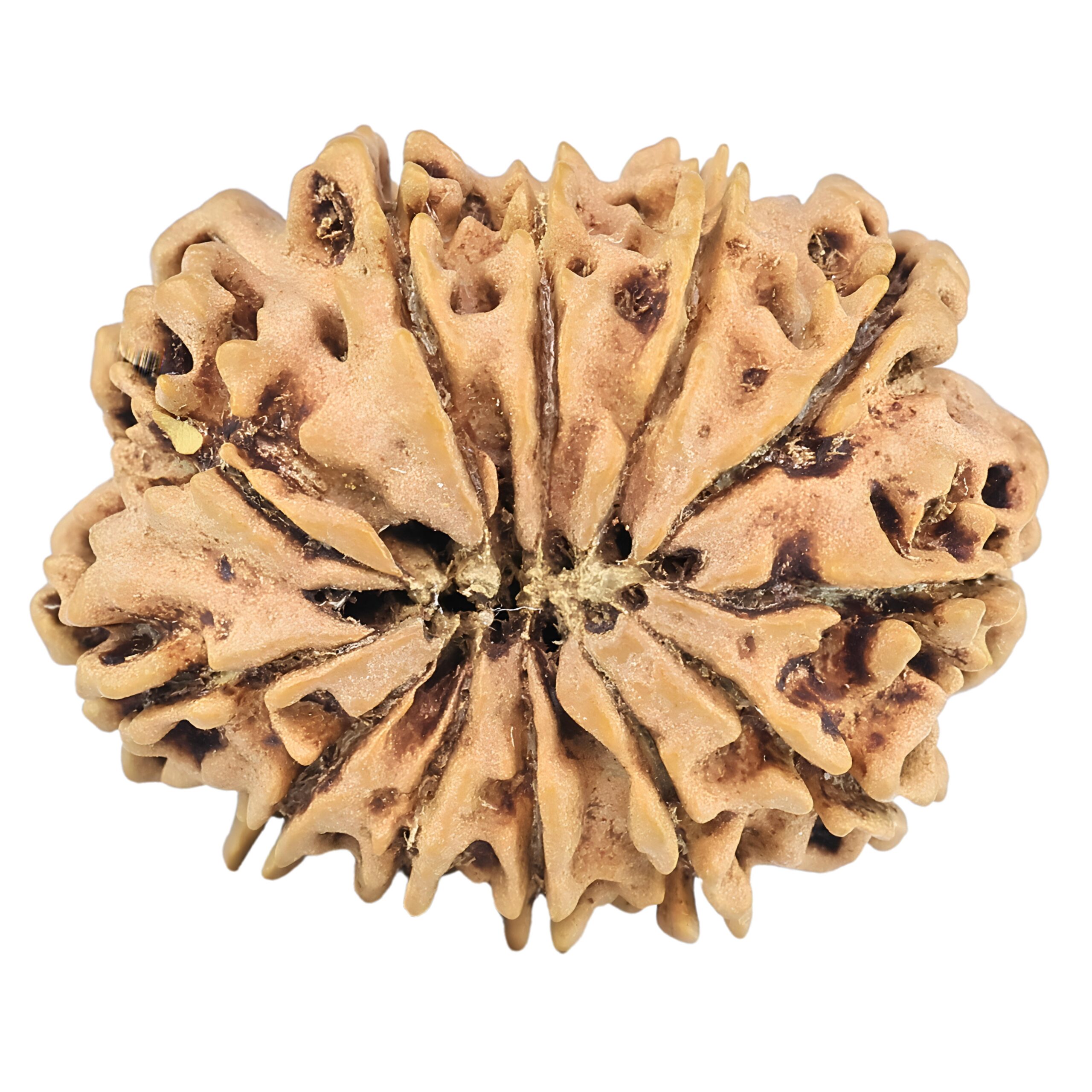 12 Mukhi Rudraksha 27.4mm 3.58gm - Rudraksha back