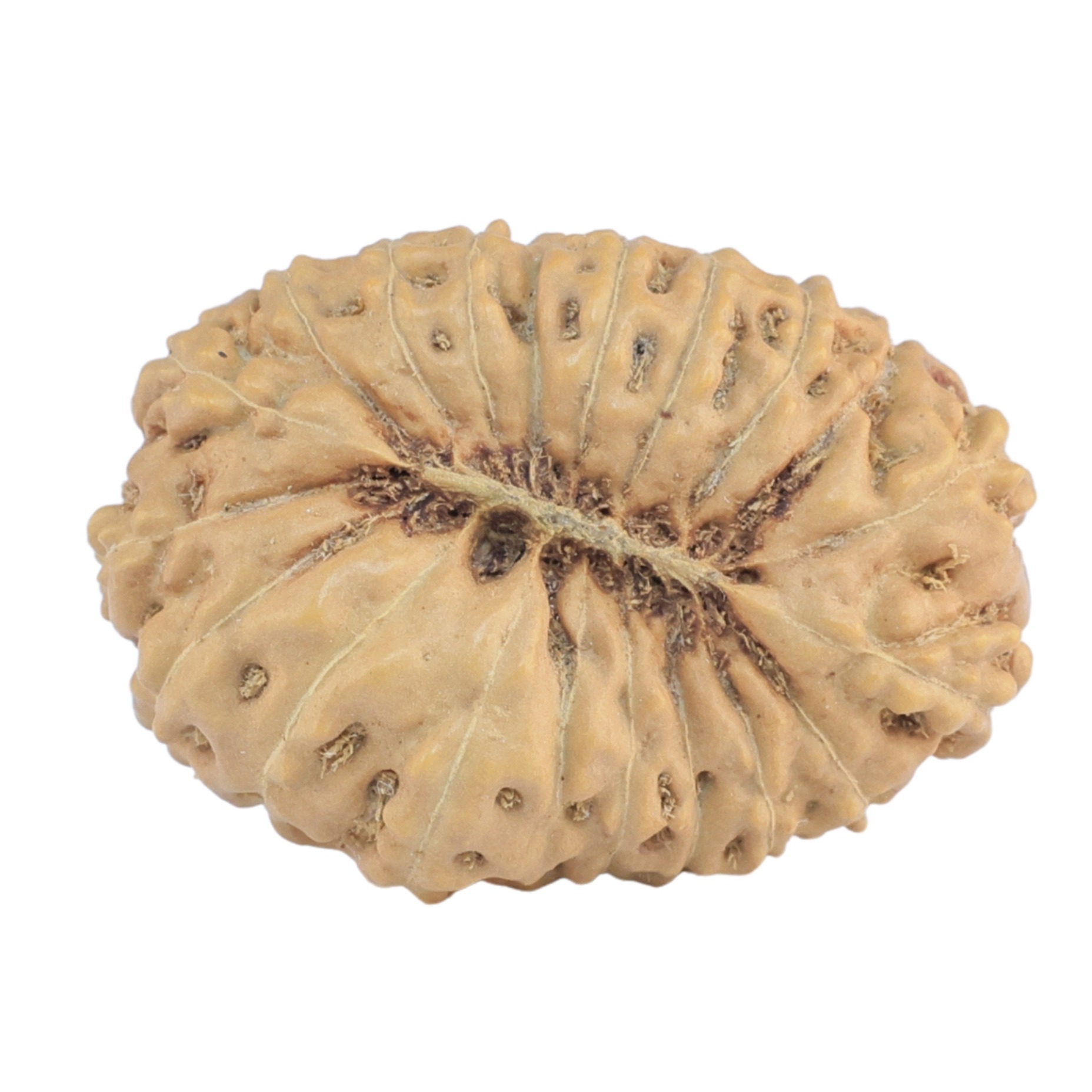 18 Mukhi Rudraksha 26.6mm 3.28gm - Rudraksha back