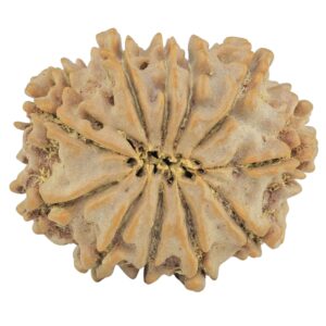 11 Mukhi Rudraksha 24.8mm 3.67gm - Rudraksha back