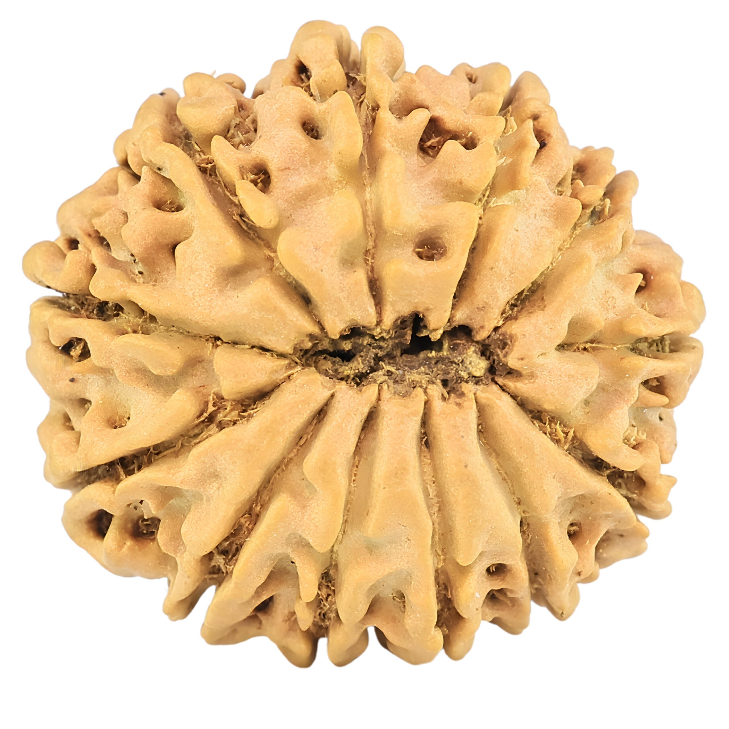 12 Mukhi Rudraksha 25.4mm 4gm - Rudraksha back