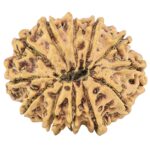 12 Mukhi Rudraksha 27.4mm 3.58gm - Origin: Nepal - Rudraksha back