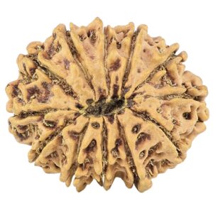 12 Mukhi Rudraksha 27.4mm 3.58gm - Origin: Nepal - Rudraksha back