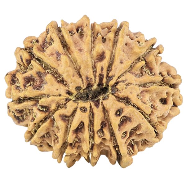 12 Mukhi Rudraksha 27.4mm 3.58gm - Origin: Nepal - Rudraksha back