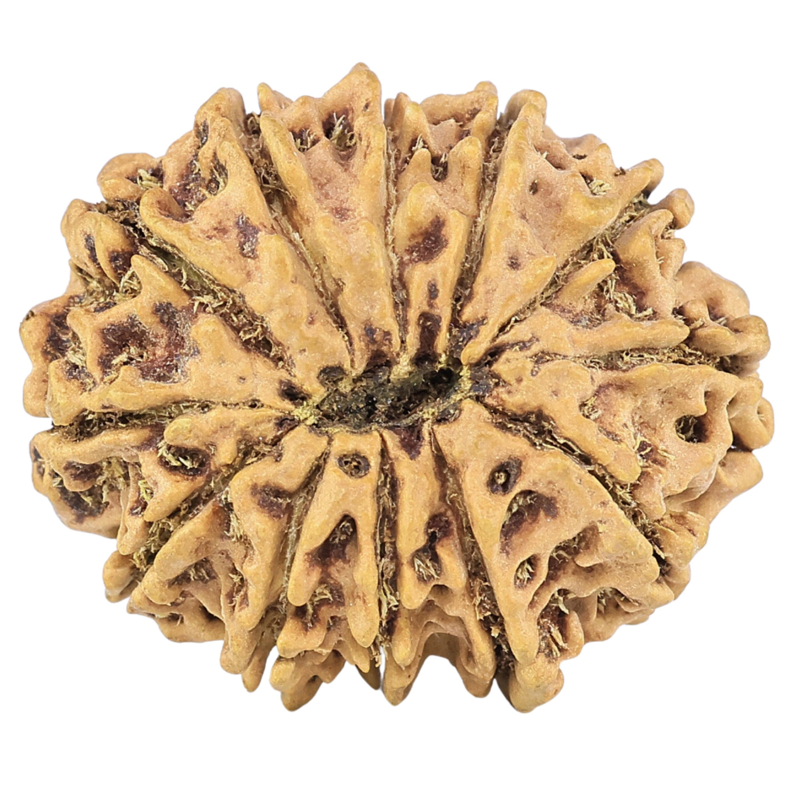 12 Mukhi Rudraksha 27.4mm 3.58gm - Origin: Nepal - Rudraksha back