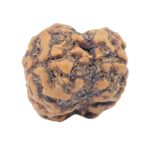 2 Mukhi Rudraksha 23.8mm 2.84gm - Rudraksha back