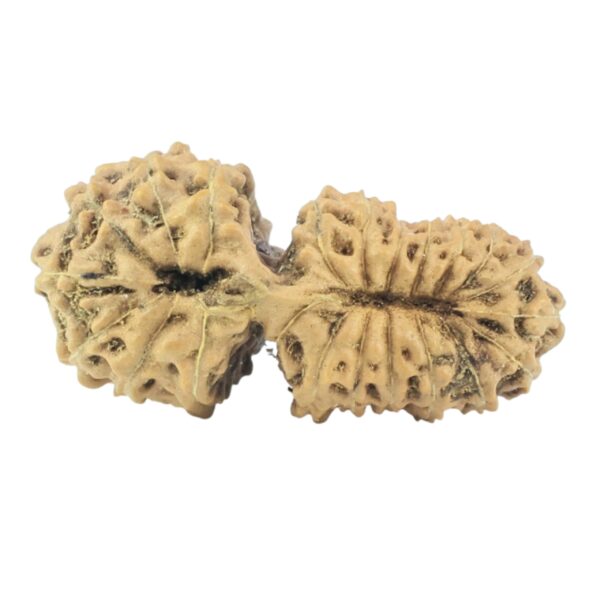 23 Mukhi Gaurishankar 23.3mm 1.53gm - Rudraksha back