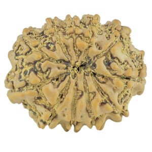 11 Mukhi Rudraksha 21.2mm 2.41gm - Rudraksha back