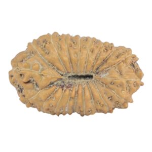 19 Mukhi Rudraksha 20mm 1.51gm - Origin: Indonesia - Rudraksha back