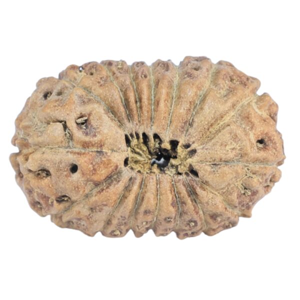 16 Mukhi Rudraksha 20.4mm 1.3gm - Rudraksha back