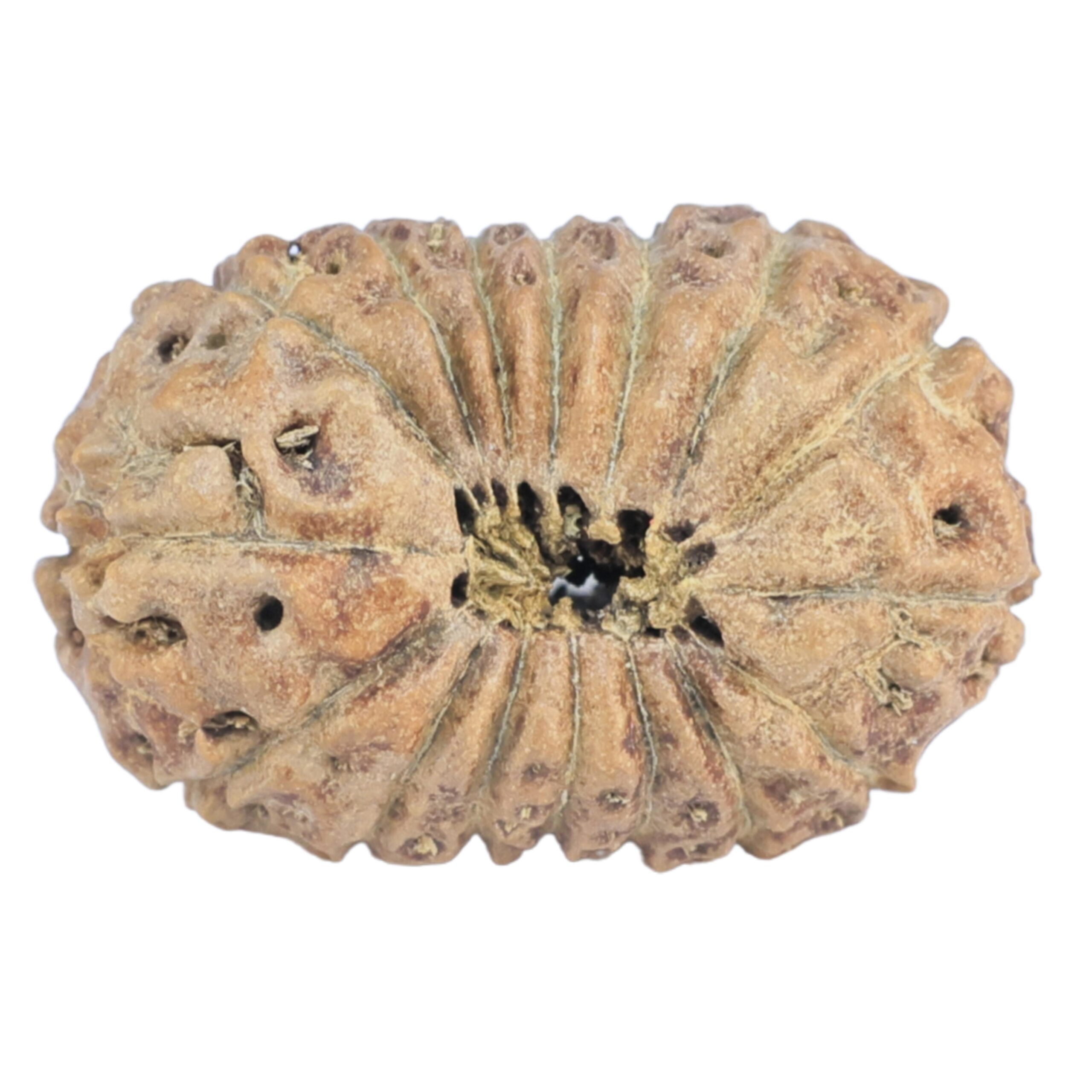 16 Mukhi Rudraksha 20.4mm 1.3gm - Rudraksha back