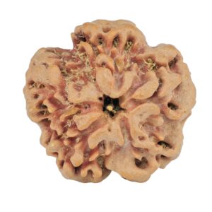 1MK(Underdeveloped) 23.3mm 3.89gm - Rudraksha back