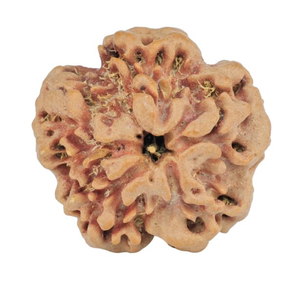 1MK(Underdeveloped) 23.3mm 3.89gm - Rudraksha back