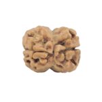 2 Mukhi Rudraksha 23mm 1.86gm - Rudraksha back