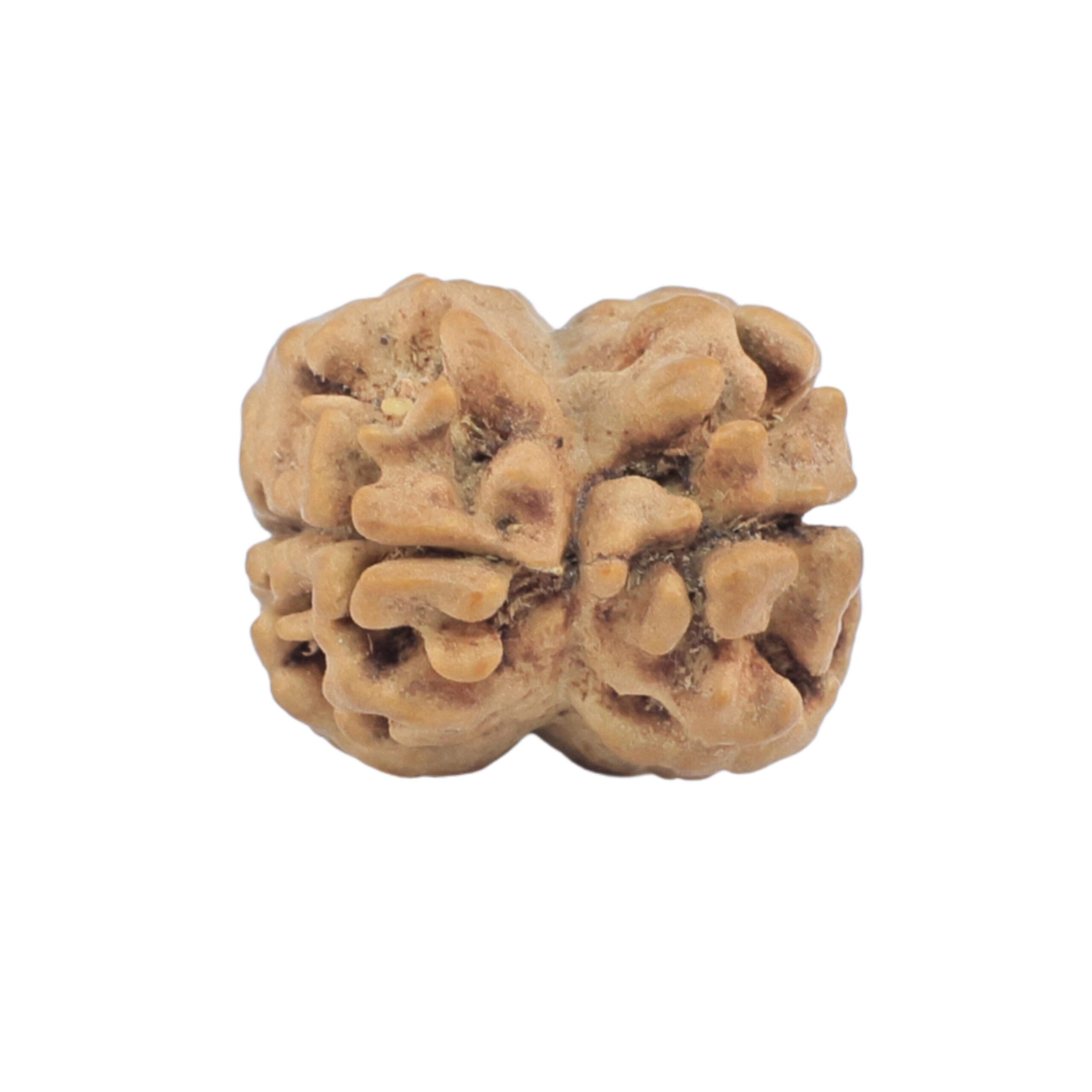 2 Mukhi Rudraksha 23mm 1.86gm - Rudraksha back