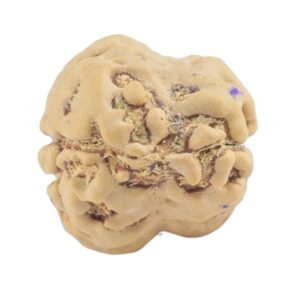 2 Mukhi Rudraksha 22.9mm 1.83gm - Rudraksha back