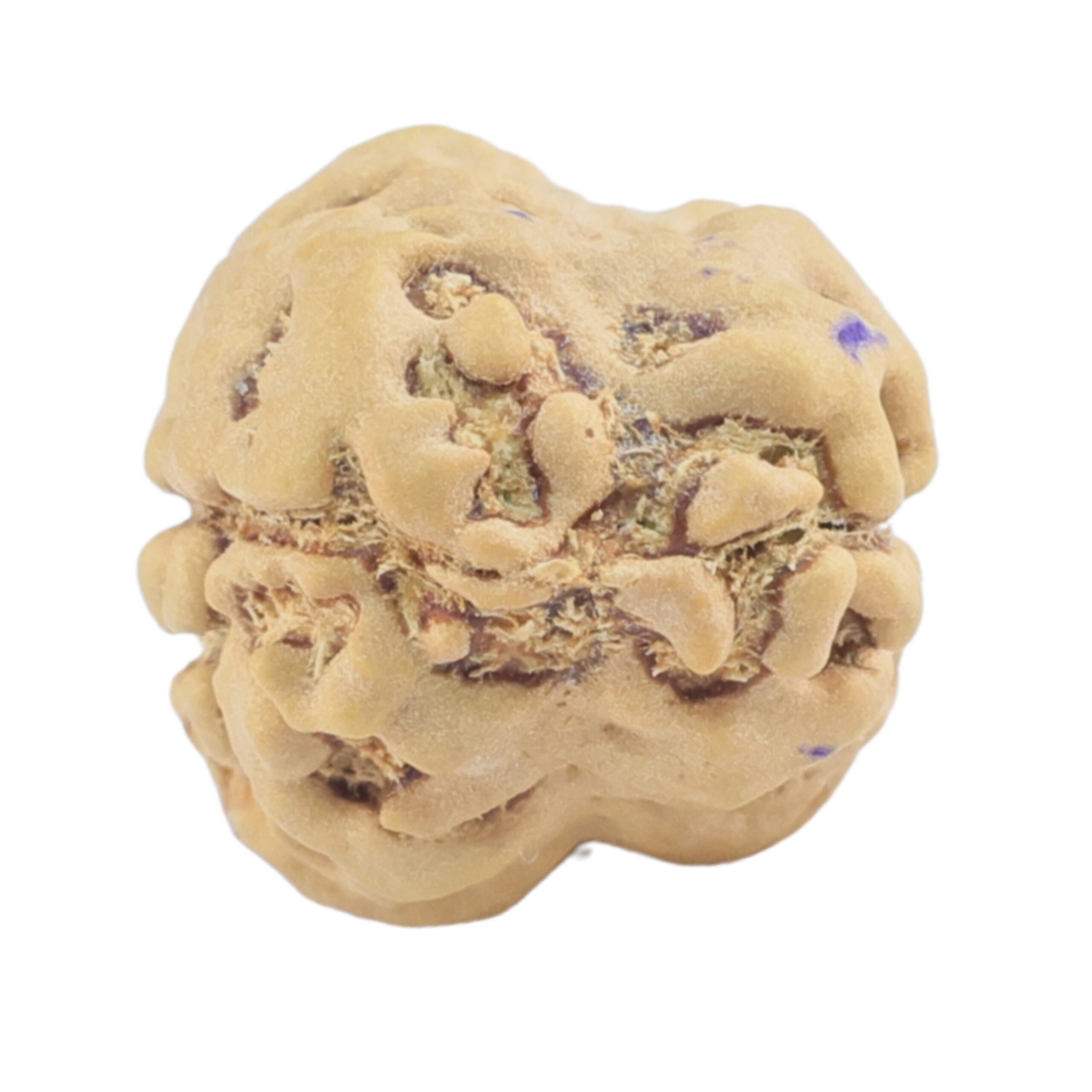 2 Mukhi Rudraksha 22.9mm 1.83gm - Rudraksha back
