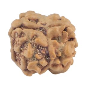 2 Mukhi Rudraksha 20.6mm 1.62gm - Rudraksha back