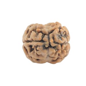 2 Mukhi Rudraksha 19.3mm 1.32gm - Rudraksha back