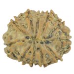 11 Mukhi Rudraksha 21.7mm 2.71gm - Rudraksha back