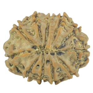 11 Mukhi Rudraksha 21.7mm 2.71gm - Rudraksha back