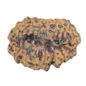 18 Mukhi Rudraksha 20.9mm 1.81gm - Rudraksha back