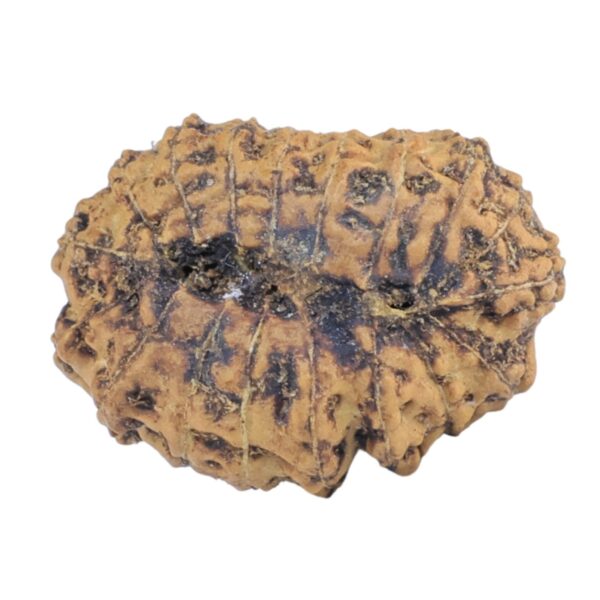 18 Mukhi Rudraksha 20.9mm 1.81gm - Rudraksha back