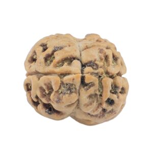 2 Mukhi Rudraksha 18.7mm 1.4gm - Rudraksha back