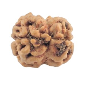 2 Mukhi Rudraksha 19.7mm 1.4gm - Rudraksha back