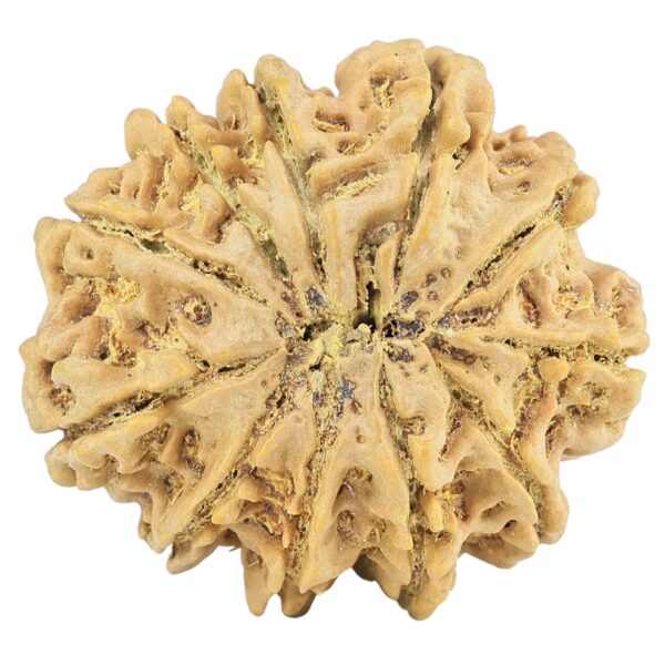 11 Mukhi Rudraksha 32.8mm 7.94gm - Rudraksha back