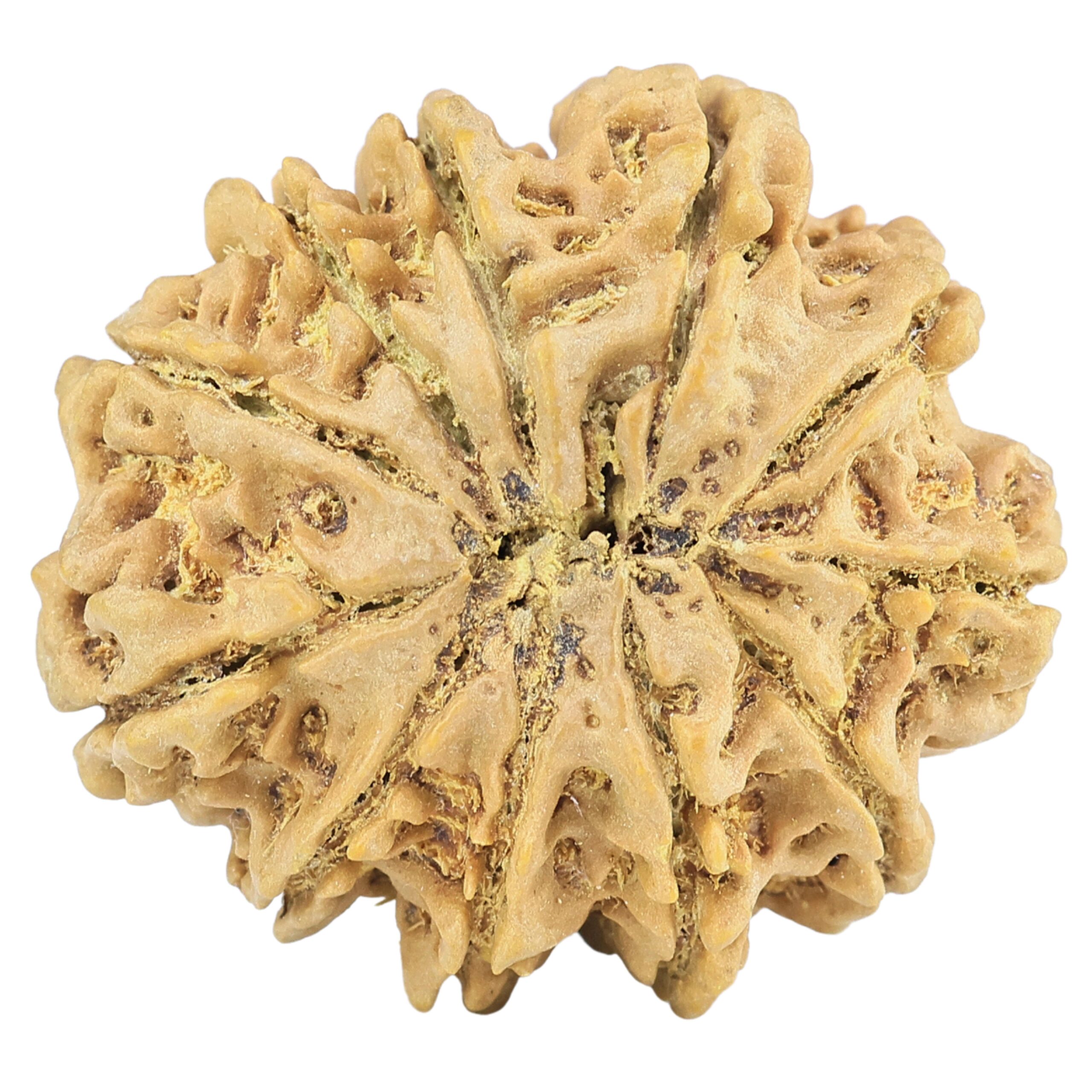 11 Mukhi Rudraksha 32.8mm 7.94gm - Rudraksha back