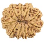 11 Mukhi Rudraksha 31.3mm 7gm - Rudraksha back