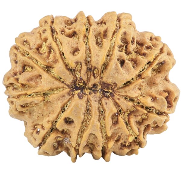11 Mukhi Rudraksha 31.3mm 7gm - Rudraksha back