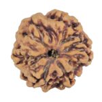 1MK(Underdeveloped) 21.5mm 3.23gm - Rudraksha back