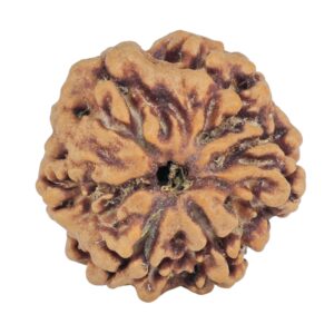 1MK(Underdeveloped) 21.5mm 3.23gm - Rudraksha back
