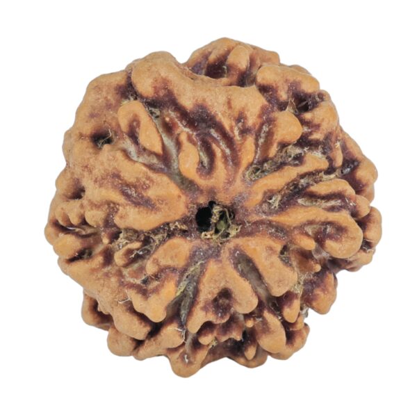 1MK(Underdeveloped) 21.5mm 3.23gm - Rudraksha back