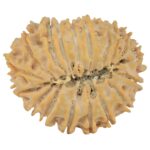 18 Mukhi Rudraksha 26.6mm 3.87gm - Rudraksha back