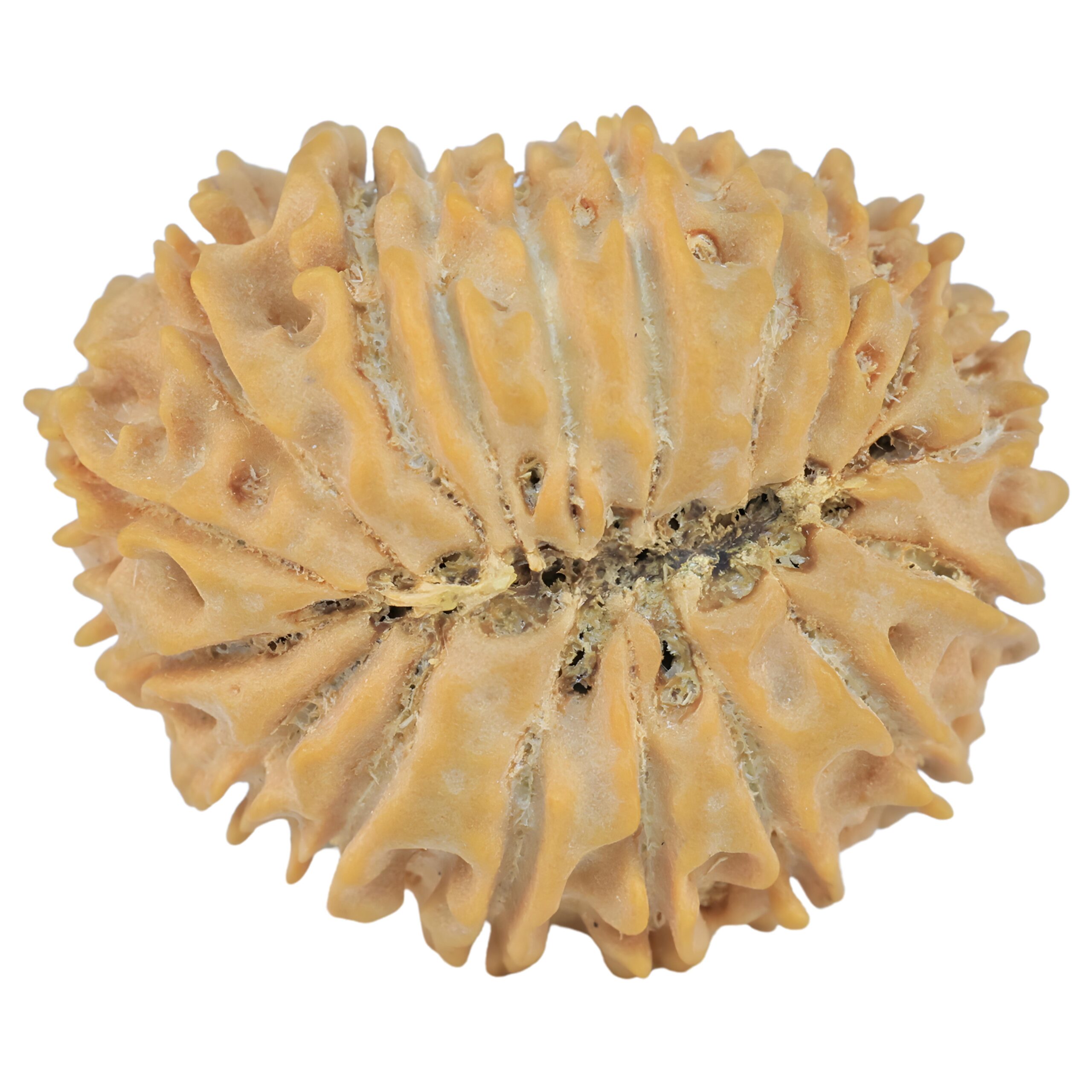 18 Mukhi Rudraksha 26.6mm 3.87gm - Rudraksha back