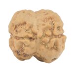 2 Mukhi Rudraksha 18.1mm 1.91gm - Rudraksha back
